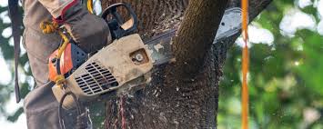 Reliable Evanston, IL Tree Care  Solutions